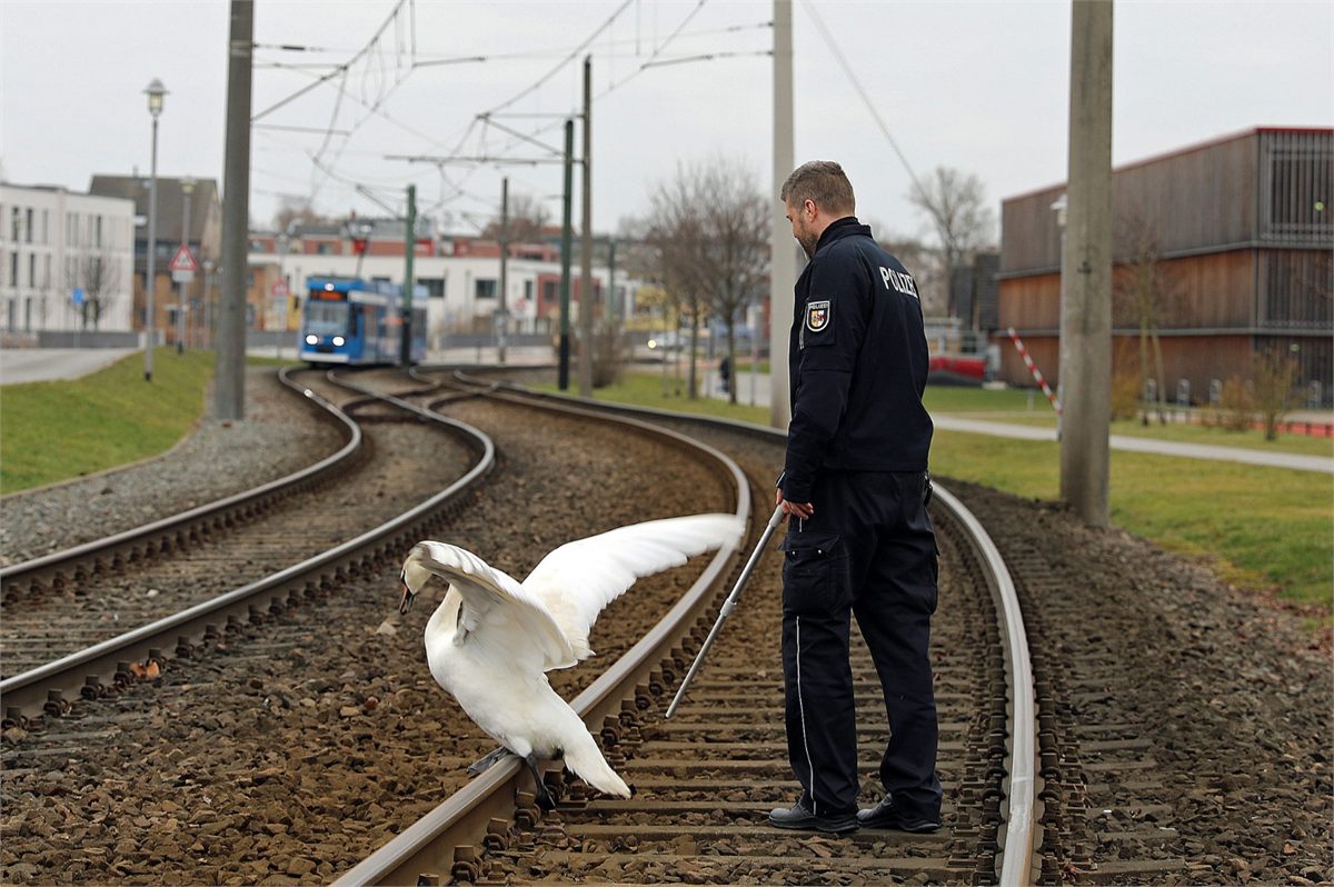 Ein Schwan auf Straßenbahngleisen